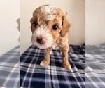 Puppy Cosmo Poovanese