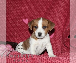 Jack Russell Terrier Puppy for sale in KIRKWOOD, PA, USA