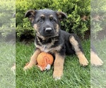 Small #1 German Shepherd Dog