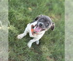 Small #1 Rat Terrier Mix