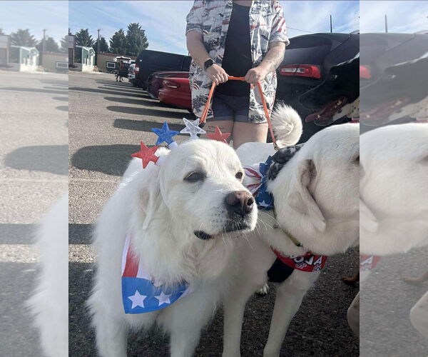 Medium Photo #1 Great Pyrenees Puppy For Sale in Bountiful, UT, USA