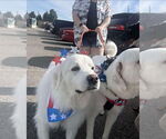 Small Great Pyrenees