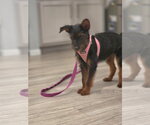 Small #1 Airedale Terrier Mix