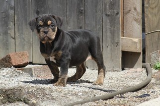 Olde English Bulldogge Puppy for sale in AKRON, OH, USA
