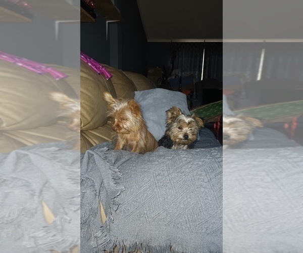 Medium Photo #2 Yorkshire Terrier Puppy For Sale in BENSON, NC, USA