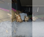 Small Photo #2 Yorkshire Terrier Puppy For Sale in BENSON, NC, USA