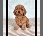 Small #2 Cavapoo (Standard)