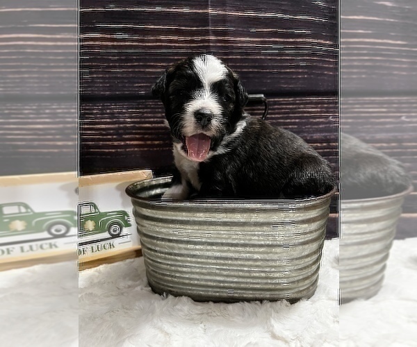 Medium Photo #12 Aussiedoodle Puppy For Sale in UNIONVILLE, IA, USA