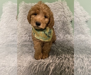 Goldendoodle (Miniature) Puppy for sale in BEECH GROVE, IN, USA