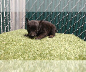 German Shepherd Dog-Unknown Mix Dogs for adoption in Downey, CA, USA