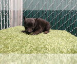 Small German Shepherd Dog Mix