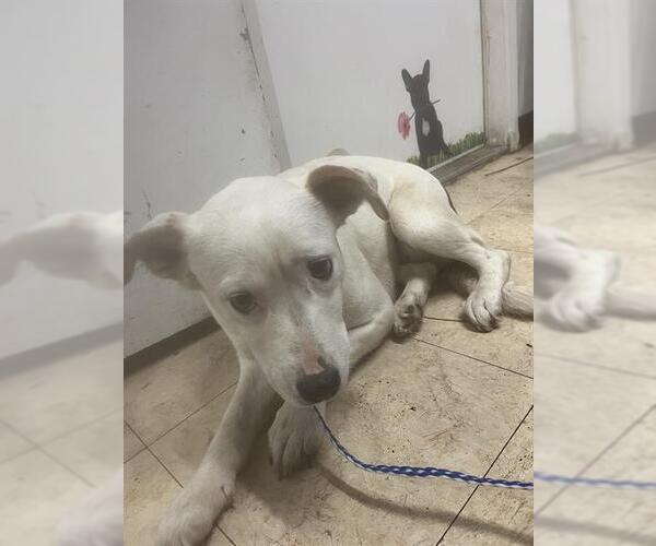 Medium Photo #1 Mutt Puppy For Sale in San Andreas, CA, USA