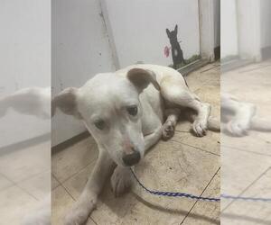 Mutt Dogs for adoption in San Andreas, CA, USA