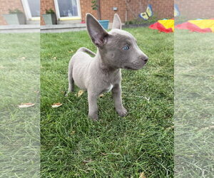 Susie Carmichael - Female Labrador Retriever-Unknown Mix Dog for Adoption - Photo #4