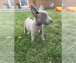 Small Photo #4 Labrador Retriever-Unknown Mix Puppy For Sale in Sandy, UT, USA