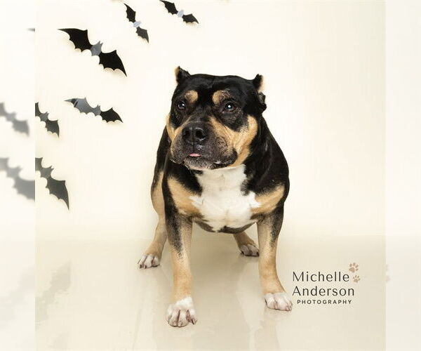 Medium Photo #3 Staffordshire Bull Terrier-Unknown Mix Puppy For Sale in Corona, CA, USA