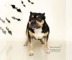 Small #2 Staffordshire Bull Terrier Mix