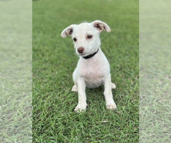 Medium Photo #4 Dachshund-Unknown Mix Puppy For Sale in PIPE CREEK, TX, USA