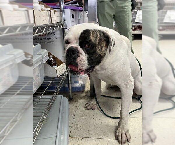 Medium Photo #1 American Bulldog Puppy For Sale in Stockton, CA, USA