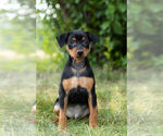 Small Photo #9 Miniature Pinscher Puppy For Sale in WARSAW, IN, USA