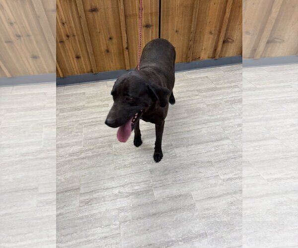 Medium Photo #3 Labrador Retriever-Unknown Mix Puppy For Sale in Farmerville, LA, USA