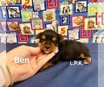 Image preview for Ad Listing. Nickname: Tiny Ben