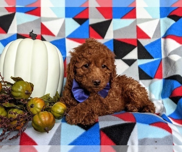 Medium Photo #7 Miniature Labradoodle Puppy For Sale in NOTTINGHAM, PA, USA