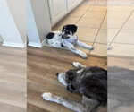 Small #11 Great Pyrenees Mix