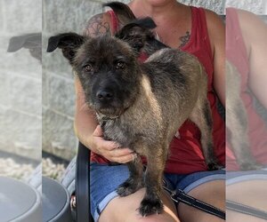 Cairn Terrier-Unknown Mix Dogs for adoption in Staley, NC, USA