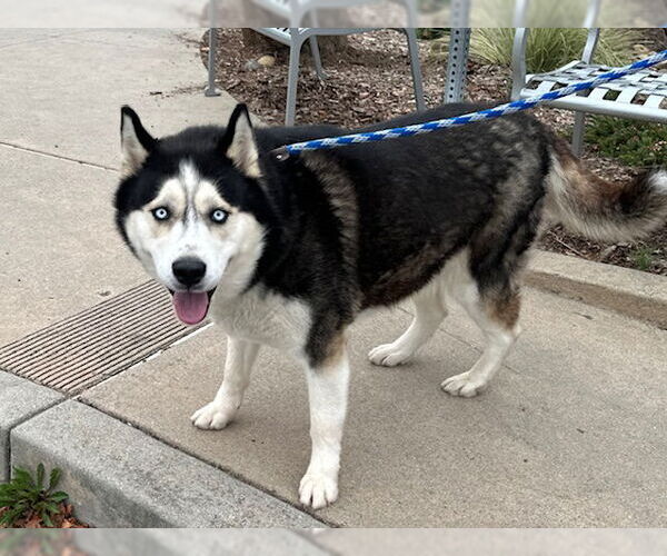 Medium Photo #2 Siberian Husky Puppy For Sale in Santa Cruz, CA, USA