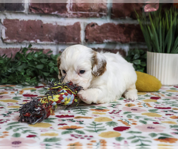Medium Photo #4 Cavapoo (Miniature) Puppy For Sale in SYRACUSE, IN, USA