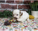 April - Female Cavapoo (Miniature) Puppy for Sale - Photo #4