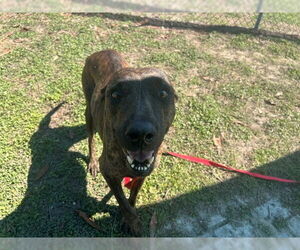 Plott Hound-Unknown Mix Dogs for adoption in Ocala, FL, USA