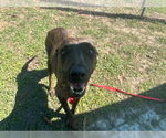 Small Plott Hound Mix