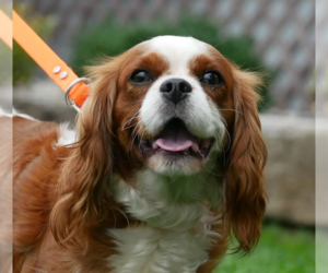 Mother of the Cavalier King Charles Spaniel puppies born on 10/06/2023