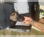 Small #1 American Staffordshire Terrier