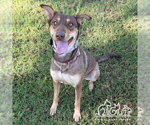 Doberman Pinscher Dogs for adoption in Irvine, CA, USA