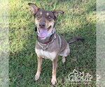 OPAL - Female Doberman Pinscher Dog for Adoption - Small photo