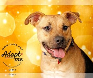 American Bulldog-Staffordshire Bull Terrier Mix Dogs for adoption in Salt Lake City, UT, USA