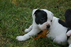 Small Photo #1 Olde English Bulldogge Puppy For Sale in CABOOL, MO, USA