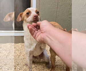 Jack Chi Dogs for adoption in Peralta, NM, USA