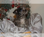 Small #4 Chihuahua-Poodle (Toy) Mix