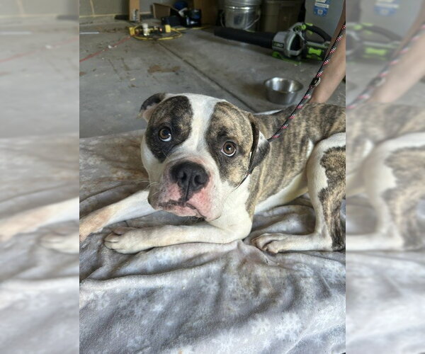 Medium Photo #1 American Bulldog-Unknown Mix Puppy For Sale in Newton, NC, USA