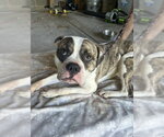 Small American Bulldog Mix