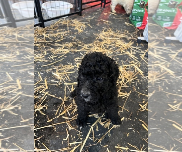 Medium Photo #2 Poodle (Standard) Puppy For Sale in CUB RUN, KY, USA