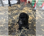 Small Photo #2 Poodle (Standard) Puppy For Sale in CUB RUN, KY, USA