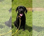 Small #6 Cane Corso