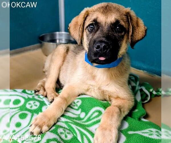 Medium Photo #1 German Shepherd Dog-Unknown Mix Puppy For Sale in Oklahoma City, OK, USA