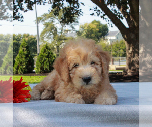 Mini Whoodle (Wheaten Terrier/Miniature Poodle) Puppy for sale in GAP, PA, USA