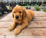 Small #1 Golden Retriever